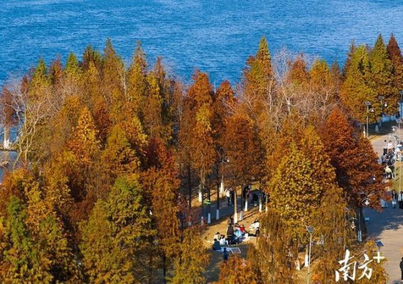 清远南岸公园：冬日里最美的红杉秘境