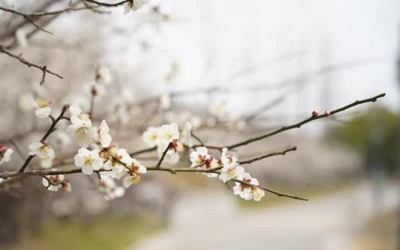 扬州春光乍泄：樱花与梅花共同绘就的春日画卷