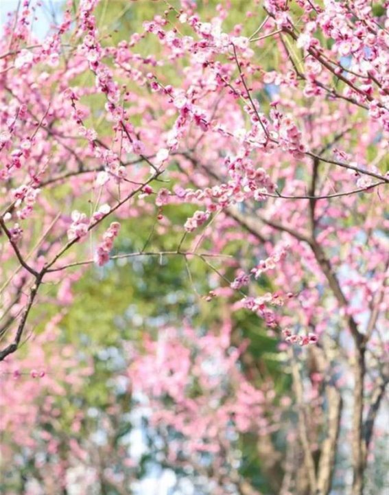 梅花盛开，春光乍泄：武昌赏梅地指南