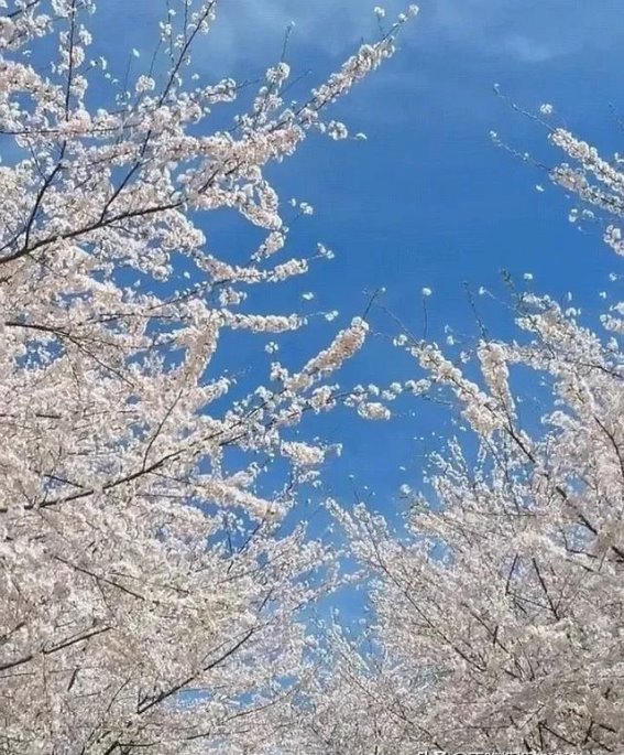 贵安樱花季，浪漫花海等你来邂逅