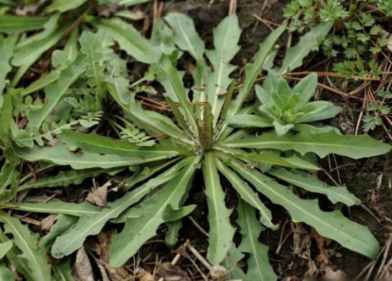 这三种野菜伤肝！吃错了让肝硬化，许多人没意识到