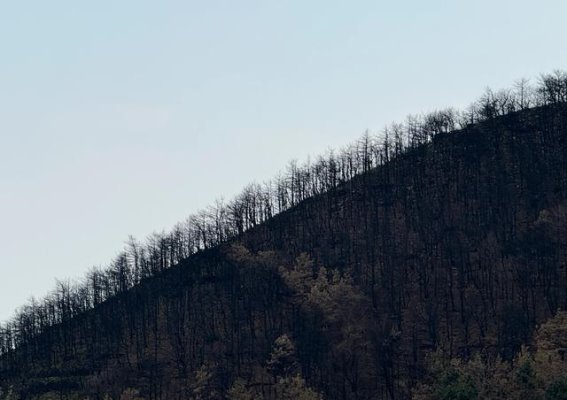太行山焦土中的重生