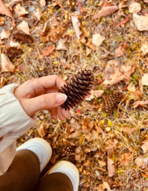 小兴安岭的秋日奇遇：不逊色于北欧的童话世界