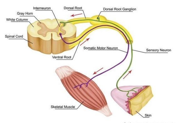 神经控制躯体骨关节运动的复杂机制探讨