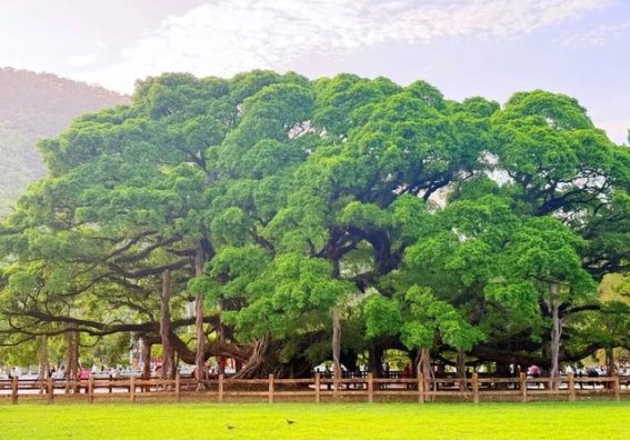 福州：一座让上海人深思的城市