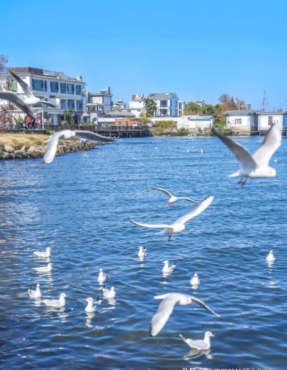 大理冬天的洱海海西线