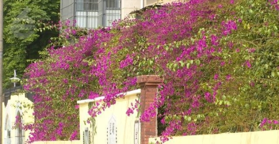 百年米轨与三角梅的春日邂逅