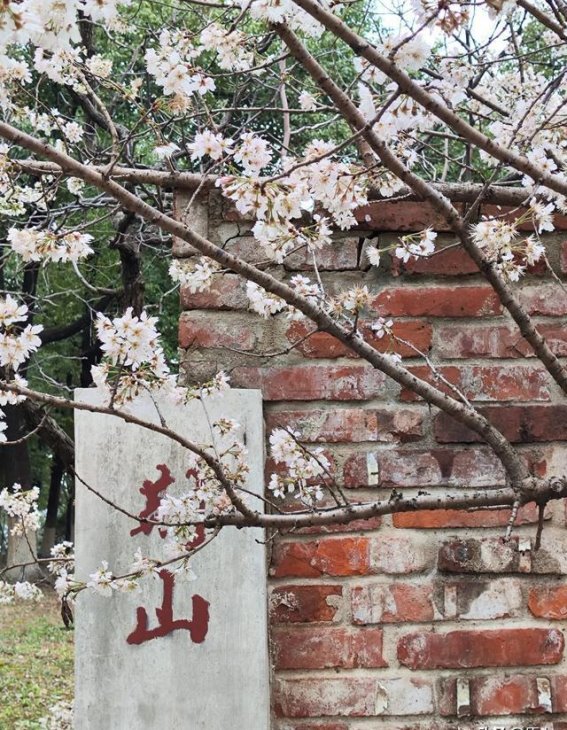 武汉早春樱花盛开，踏青赏花正当时