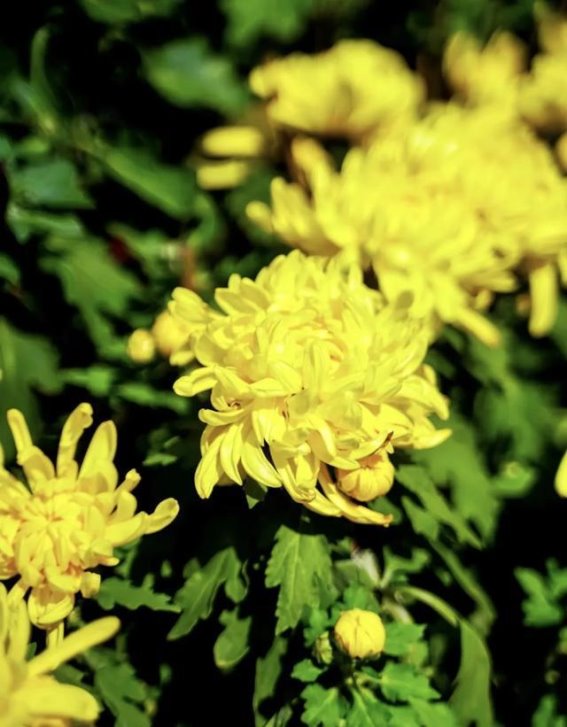 山东惠民：慢节奏生活中的安逸小城