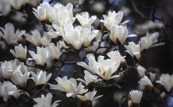 上海白玉兰文化公园：市花的崛起与文化象征