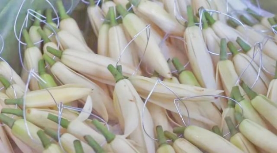 台北记忆中的玉兰花香：城市文化与生活的交融在每个城市的角落，都隐藏着一种特有的气味，而在台北，那是玉兰花的清香。无论是街头小巷还是庙宇前的摊位，玉兰花都以其素雅的芬芳融入台北人的生活，成为这座城市不可或缺的一部分。