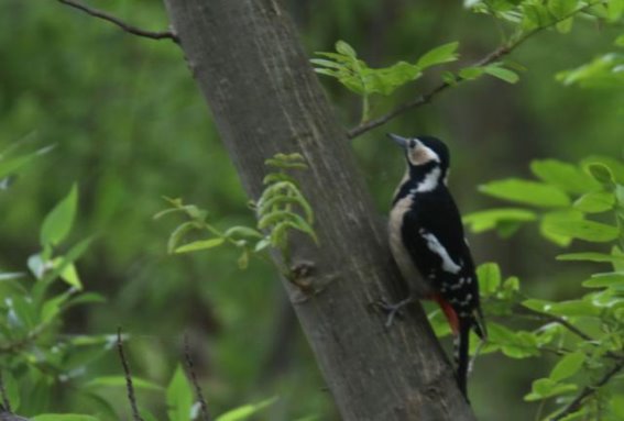 竹山湿地的守护者——大斑啄木鸟与春日林海的和谐共生