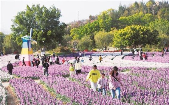 翔安香山紫罗兰花海再迎高光时刻，鲜切花免费赠送活动启动