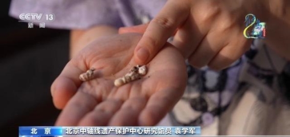 北京雨燕的栖息与繁育：从古建到现代城市的生命之舞