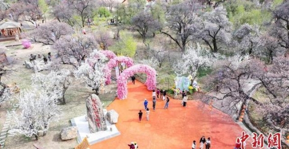 400年红杏遗村的“杏”福之路