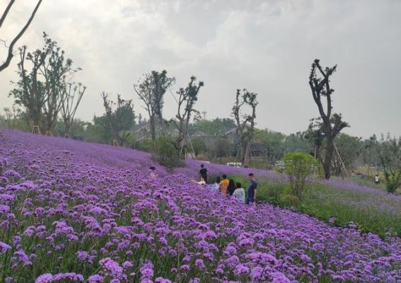渝北鹿山公园未完工却热闹非凡 鲜花盛开露营成新宠