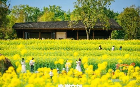 2025重庆油菜花最佳观赏地图发布，春光无限美丽！