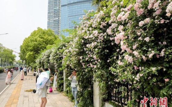 武汉蔷薇花墙成春日新打卡地