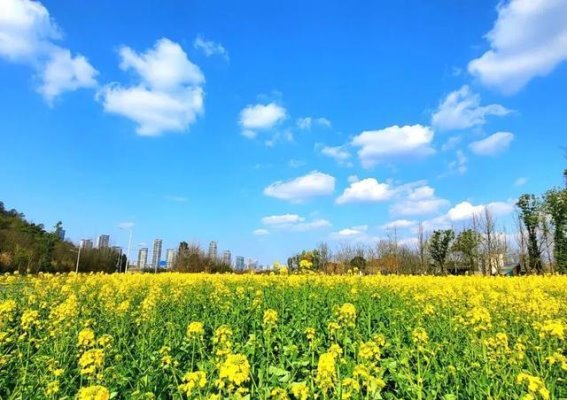 春光乍泄，成都春日赏花活动等你来赴约