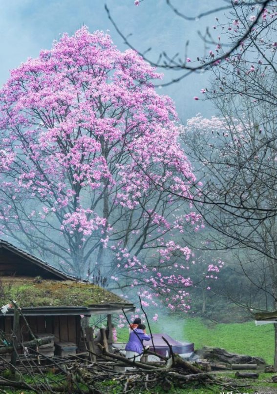 四川藏王寨的辛夷花秘境，宛如人间仙境