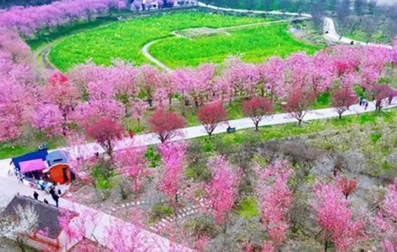 四川都江堰问花村：春日花海中的宁静与美丽