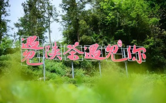 茶香漫巴山：镇巴茶产业与生态旅游的绿色诗篇