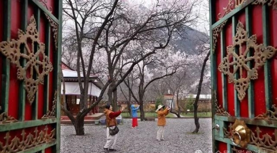 北纬29°的春色：从湘江油菜花到林芝桃花的跨越