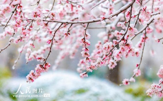 山西运城：春雪与春花交织的和谐美景