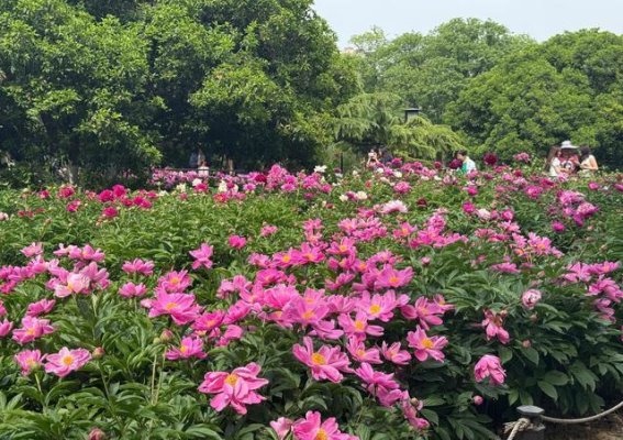 兴庆宫的四月，花开如梦