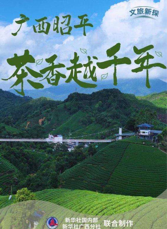 茶香千年，昭平的春日故事