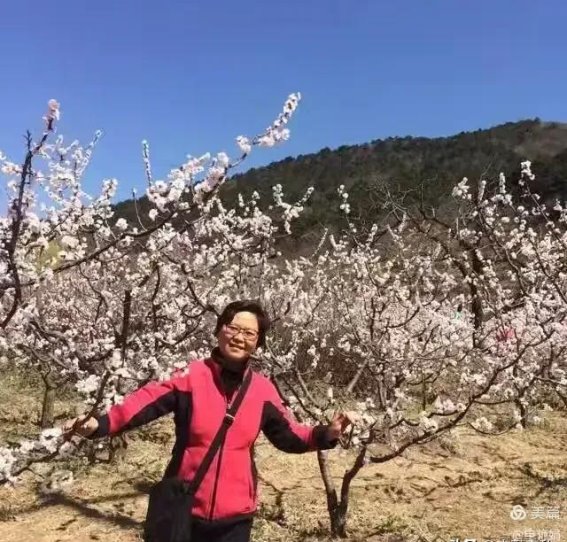 北京平谷北寨：杏花盛开，春意盎然