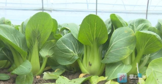 春天是补钙的黄金季节，这些蔬菜比牛奶含钙量还高