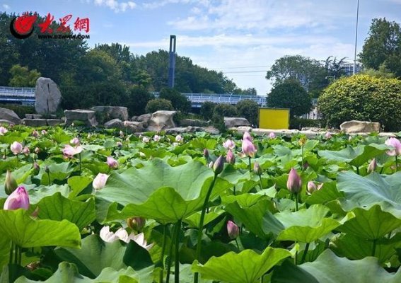 夏日悠闲赏荷，墨河公园荷花池如诗如画