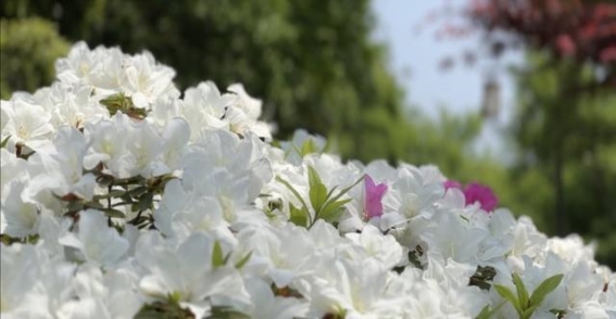 春日里的杜鹃花海——探访鸿恩寺公园的春天奇观
