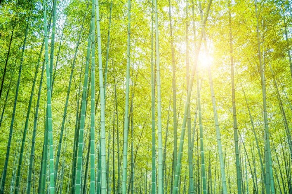 熊导航报道：竹子开花：南方农村的古老预兆与现代科学解释