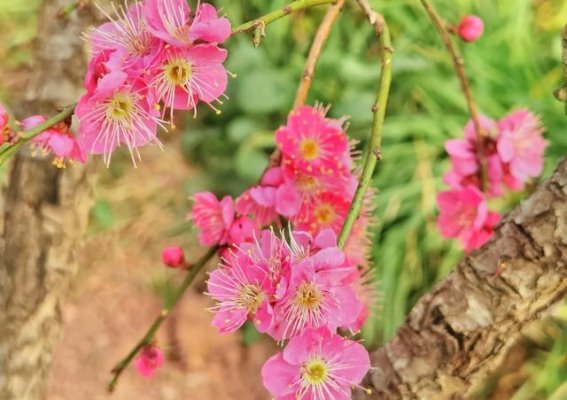 梅花山的盛花期：寒冬中的绽放与坚韧
