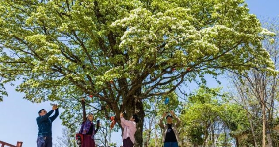 合肥500岁流苏古树盛放：岁月不改芳华