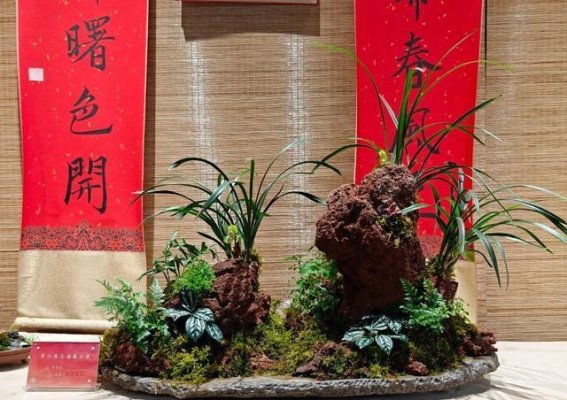 春兰绽放，兰花香飘春日雅集
