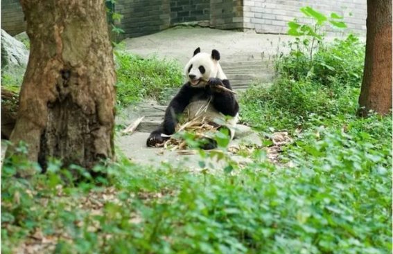 探秘成都：都江堰游玩的实用指南
