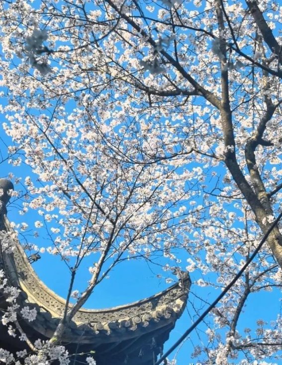 春日樱花与文化园林的邂逅：梦溪苑之美