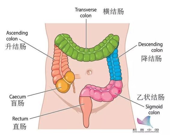 陈乔恩勇敢面对盲肠炎手术，揭秘阑尾与盲肠的不同
