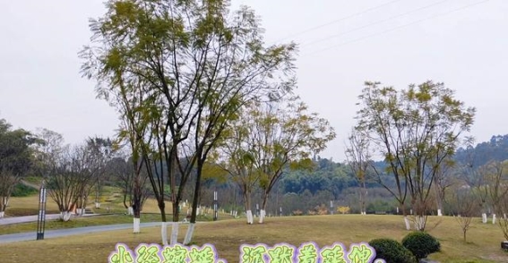 绿心公园春韵