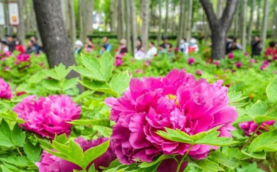 顺义双园联动开启芬芳季，感受春日的独特芬芳