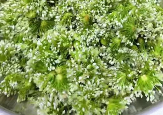 腌韭菜花酱，只放盐就错了，不仅发黄还变臭，牢记9个小窍门真香