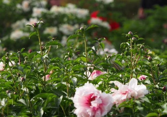 花开花落，牡丹谢幕芍药登场