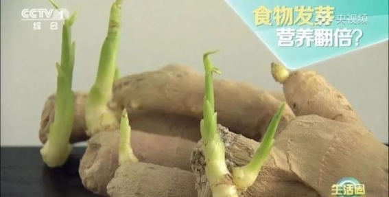 发芽的食物：哪些能吃，哪些不能吃