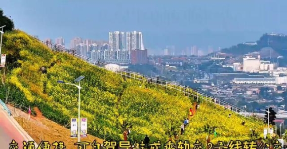 重庆大渡口五彩梯田：春天的多彩画布