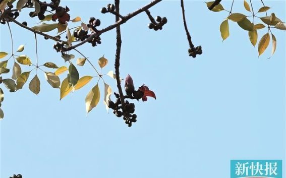 广州中山纪念堂迎来2025年首朵木棉花