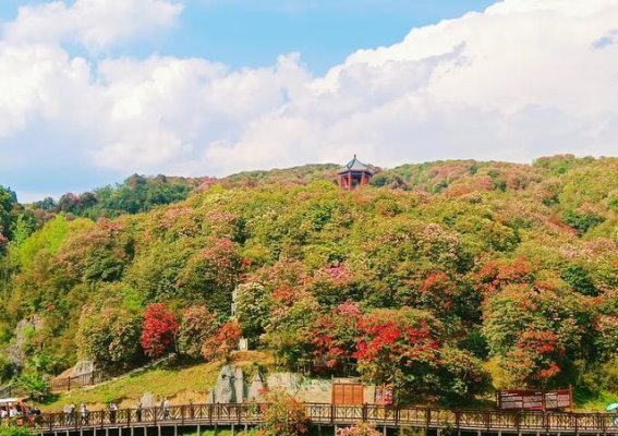 百里杜鹃春游攻略：尽享花海的魅力与诗意