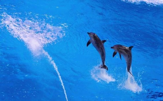 珠海长隆海洋王国一日游攻略：尽享刺激与奇幻的完美之旅